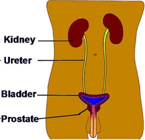 Picture of rinary System